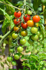 Tomato plant in the vegetable garden in the south of france, eco agriculture potager in the cevennes