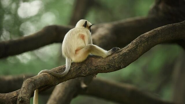 Gray or Hanuman langurs or indian langur or monkey baby in natural green background during monsoon season safari at ranthambore national park or tiger reserve rajasthan india - Semnopithecus