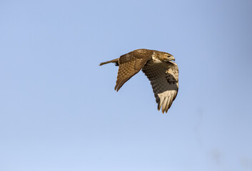 Obraz premium Red tailed hawk flying in high over Dorval airport, Montreal Quebec, Canada.