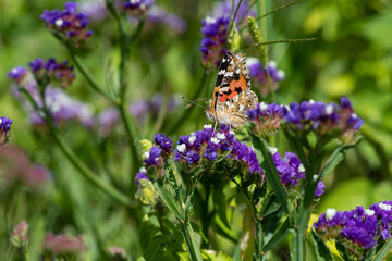 Vanessa cardui butterfly in purple flowers macro insect nature close up summer