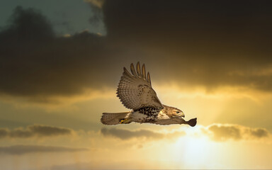 Red tailed hawk flying in high over Dorval airport, Montreal Quebec, Canada.