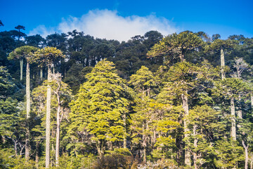 huerquehue national park - Patagonia - Chile