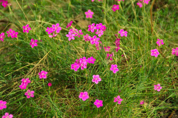 pink flowers in the field