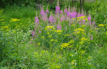flowers in the meadow