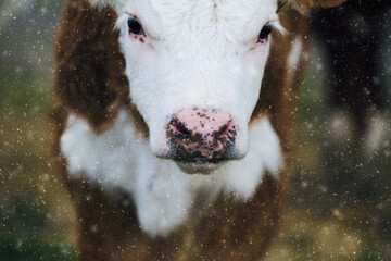 Hereford beef calf in snow close up for winter portrait on cow farm, cute spotted nose. © ccestep8
