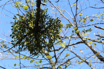 branches with an unusual pile of leaves on a blue sky background 
