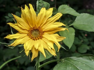 Yellow sunflower close-up on a bright day.
