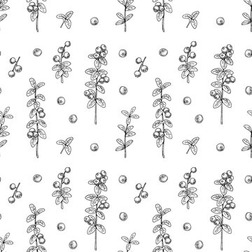 Seamless pattern with hand drawn lingonberry branches and berries isolated on white background. Vector illustration in vintage sketch style