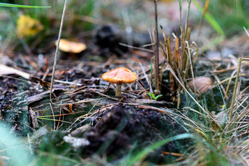 Mushroom in the autumn forest. Autumn forest landscapes