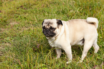 portrait of a male pug in the grass in summer