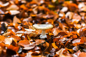 Mushroom in the autumn forest. Autumn forest landscapes