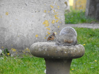 A squirrel on a stone platform