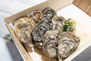 beautiful fresh hollow oysters from Brittany or Normandy in France