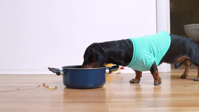 Naughty dachshund dog in blue t-short stole pot of human food and drags it to hide and eat spilling contents along the way and making mess, bad behavior.