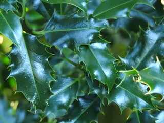 Dark green leaves