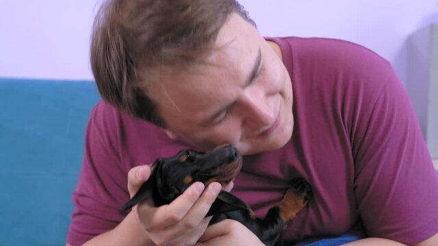 Man very expressively expresses his feelings and love for cute dachshund puppy, aggressively kisses it. Disgruntled baby dog balks and dodges the caresses.