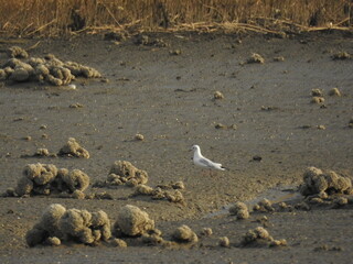 Obraz premium A small bay with no water