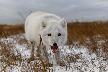 Arctic fox in winter time in Siberian tundra