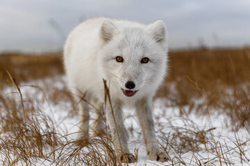 Arctic fox in winter time in Siberian tundra