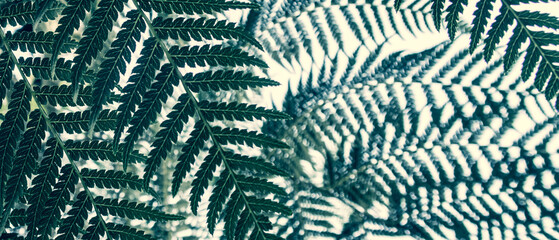 beautyful ferns leaves green foliage natural floral fern background	