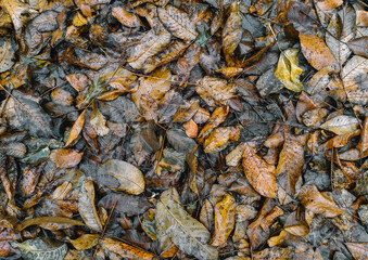 Background, texture of dry and wet autumn fallen leaves, brown walnut foliage after rain. Deadwood, top view.