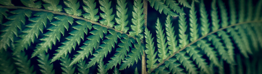 beautyful ferns leaves green foliage natural floral fern background	