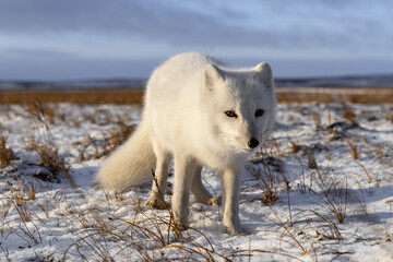 Arctic fox in winter time in Siberian tundra
