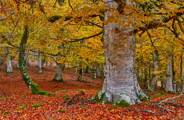 Colored forest in autumn, Basque Country