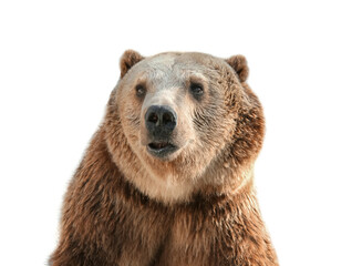 Portrait of puzzled Grizzly Bear isolated on a white background.