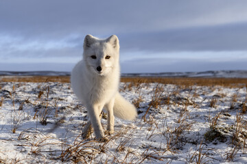 Naklejka premium Arctic fox in winter time in Siberian tundra