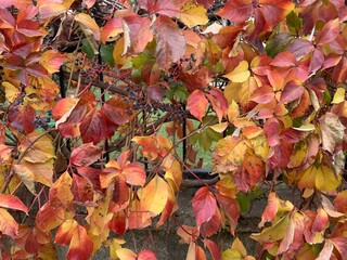 autumn leaves background