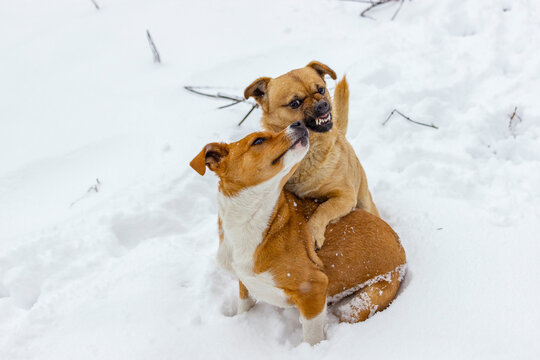 Two dogs fighting in the snow. One angry dog is attacking the other one from behind.