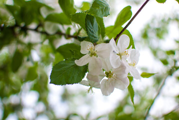 Blossoming apple tree