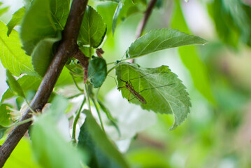 Big crane fly sitting on a apple tree leaf