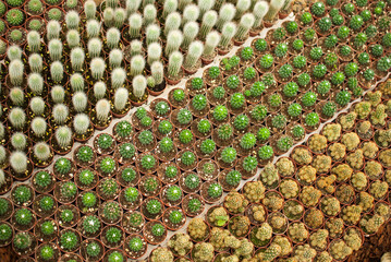 Cactus alive, detail of some desert plants, natural and decoration
