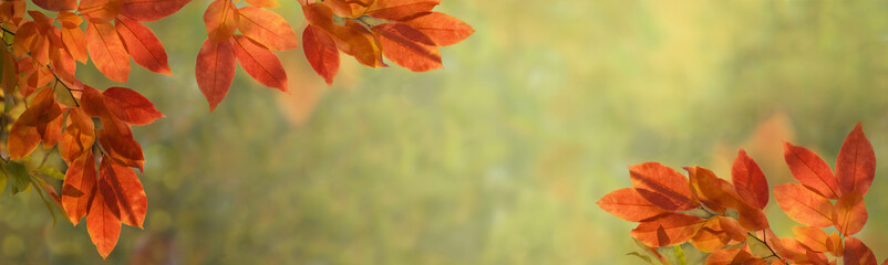 Background for autumn season or hello autumn theme.