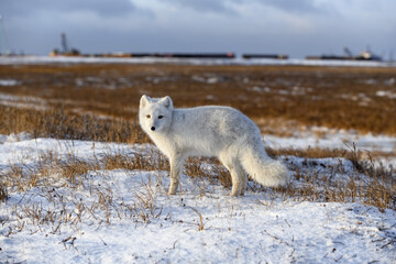 Arctic fox in winter time in Siberian tundra