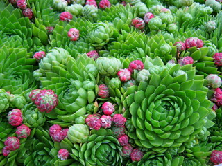 Succulent cactus plant as green pink garden background. Cacti aloe green succulent texture pattern,...