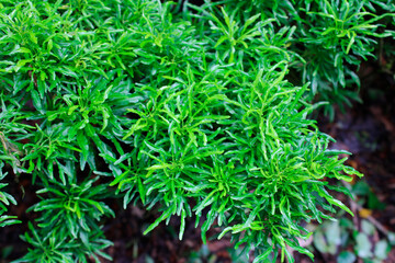 close up of green moss