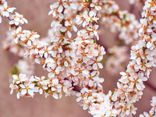 Fototapeta premium Blooming almond in the park.