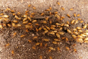 A group of termites have formed a highway from a feeding ground to their home. Termites are social insects of members of Isoptera infraordo, Pedra Branca village, state of Pará, Brazil