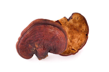 Lingzhi Mushroom on a white background