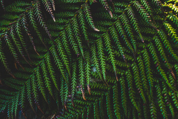 fern leaf background
