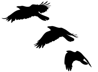 Flying Crow - three stages of flight 