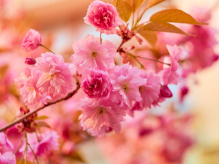 Blooming sakura in the park.