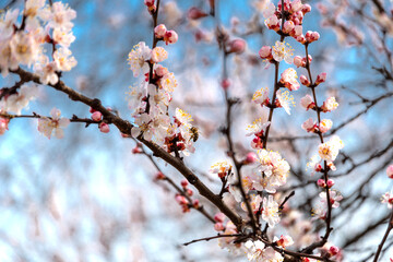 spring flowers on trees, cherries, apple trees bloom. Spring trees on a background of the sky.