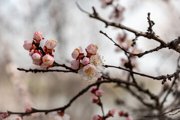 spring flowers on trees, cherries, apple trees bloom. Spring trees on a background of the sky.