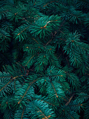 Background of Christmas tree branches.