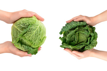 Green cabbage isolated on white background. In woman hands.