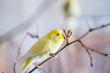 Ein gelber Wellensittich frisst